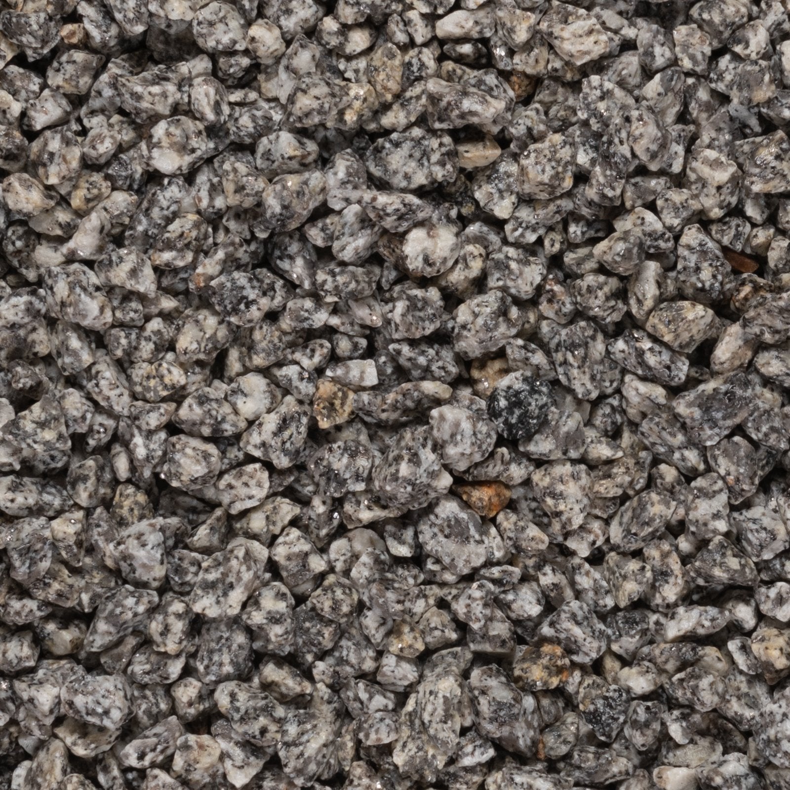 Dapple Grey