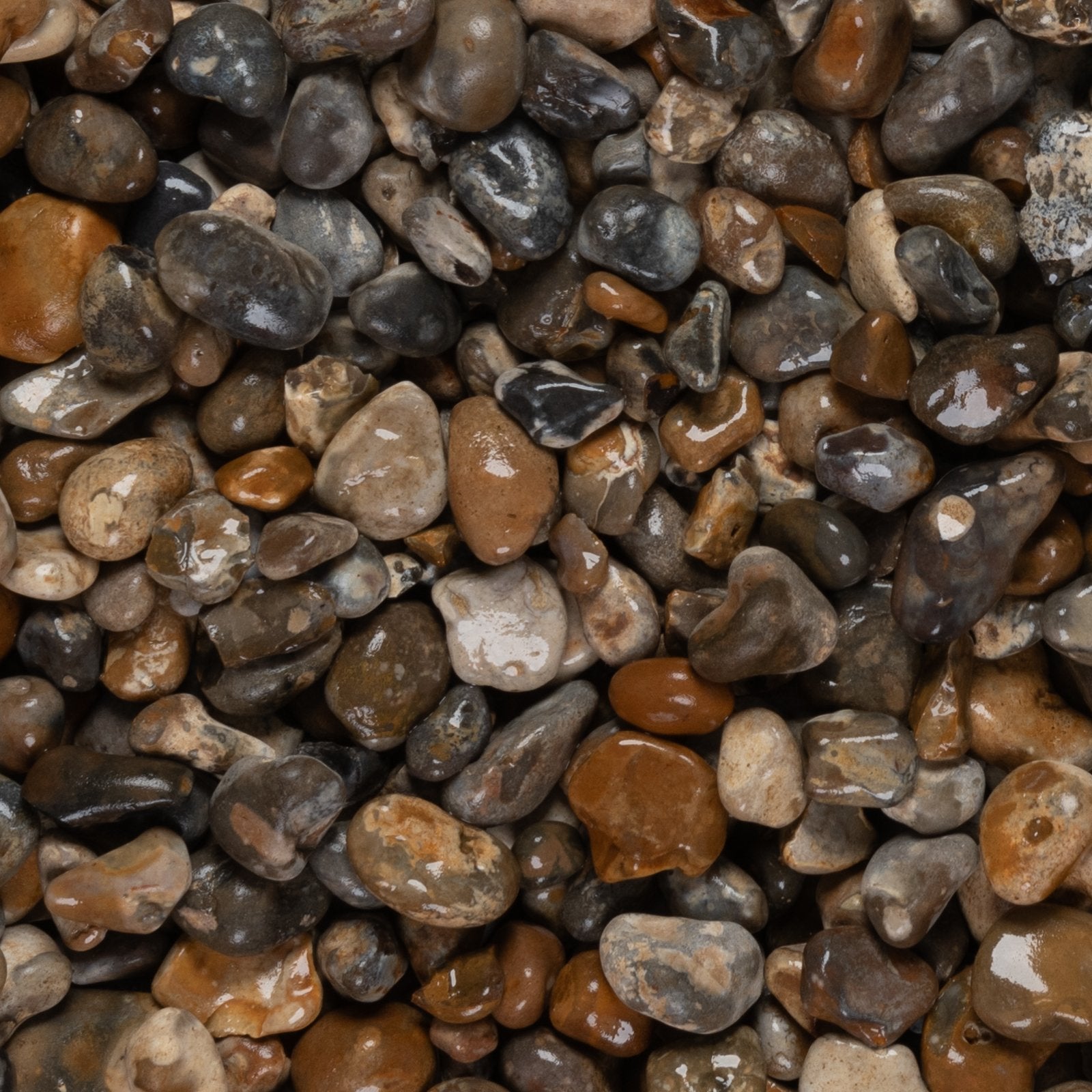 Oyster Pebbles 40mm
